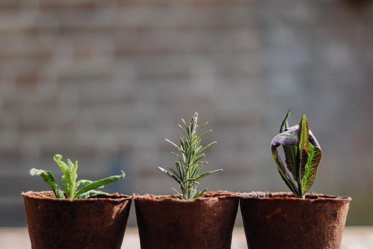 growth